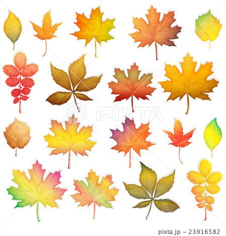 Colorful autumn leaves set on white background 23916582