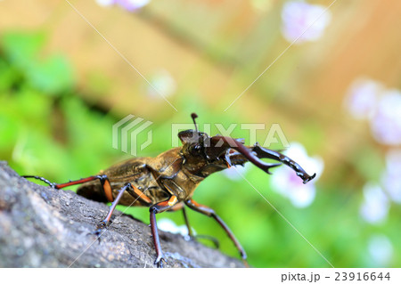 ミヤマクワガタの雄 ミヤマクワガタの雄 23916644