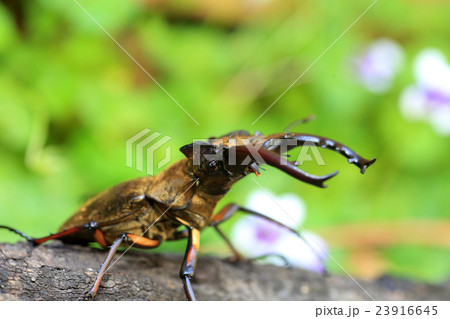 ミヤマクワガタの雄 23916645