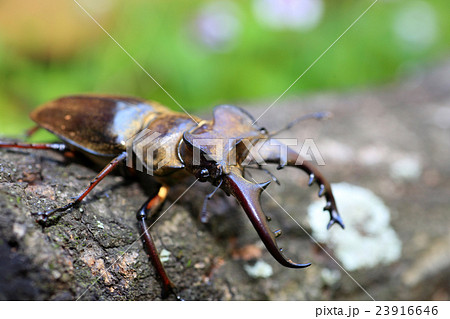 ミヤマクワガタの雄 23916646