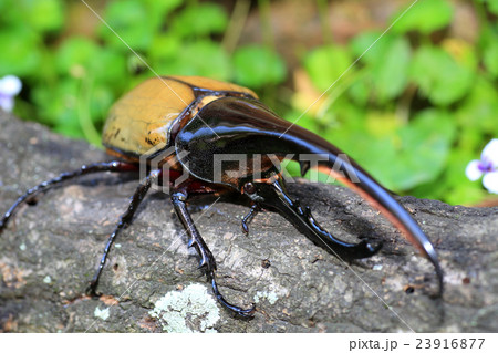 ヘラクレスオオカブトムシ 23916877