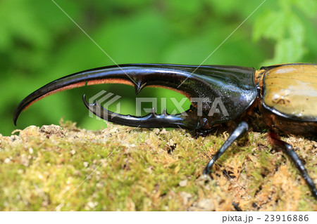 ヘラクレスオオカブトムシ 23916886