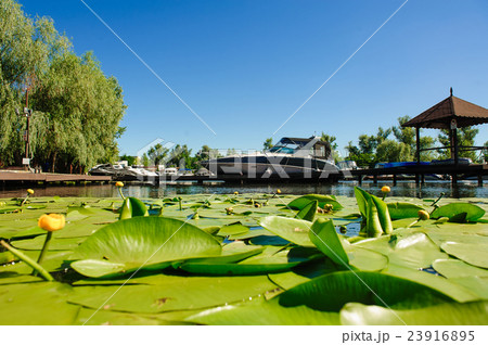 Yellow Water lily on river Yellow Water lily on river 23916895