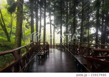Alishan National Scenic Area Alishan National Scenic Area 23917480