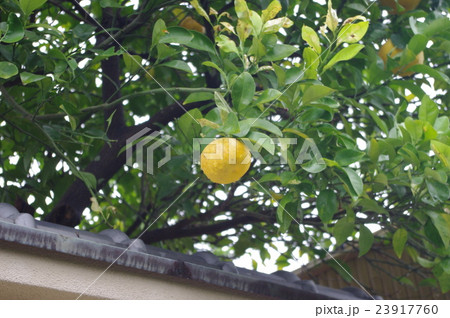 城下町の夏蜜柑 城下町の夏蜜柑 23917760