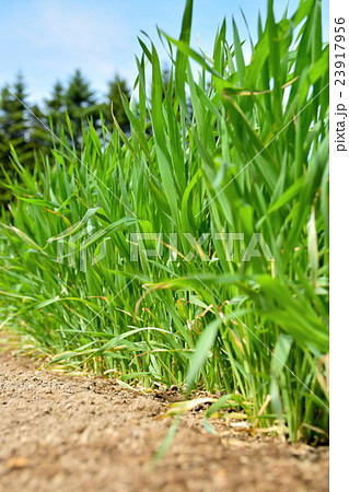 春まき小麦の畑 23917956