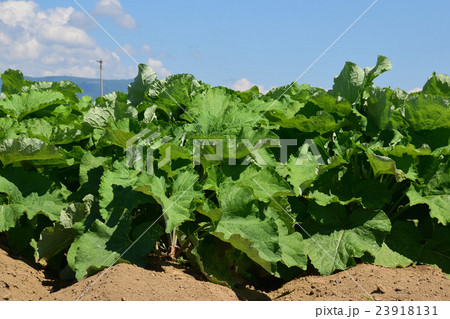 牛蒡畑 牛蒡畑 23918131