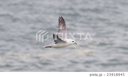 Fulmar, Fulmarus glacialis Fulmar, Fulmarus glacialis 23918945