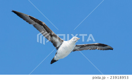 Young Northern Gannet (Morus bassanus) in flight 23918953