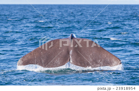 Tail of a Sperm Whale diving 23918954