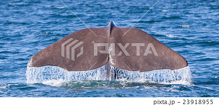 Tail of a Sperm Whale diving 23918955