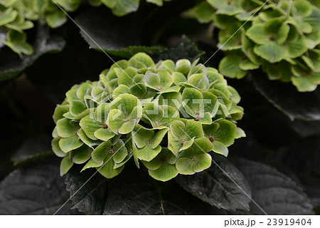 緑の紫陽花の写真素材