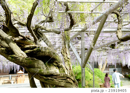 フジの古木 23919405