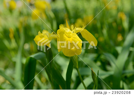 キショウブ 23920208