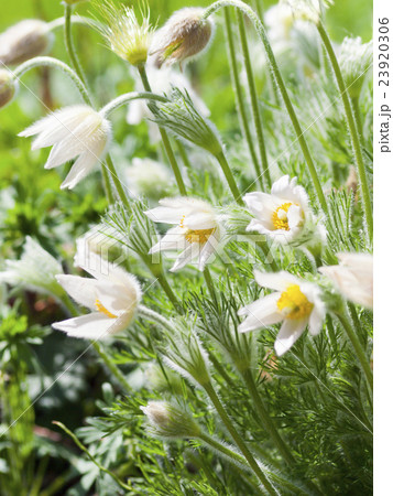 セイヨウオキナグサ 縦 の写真素材