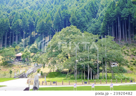 夏の根尾谷淡墨桜 23920482