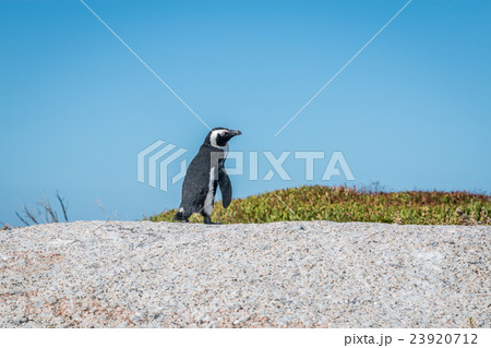 Penguin in Boulders beach South Africa 23920712