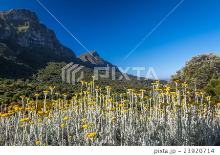 Kirstenbosch botanical garden in Cape Town Kirstenbosch botanical garden in Cape Town 23920714