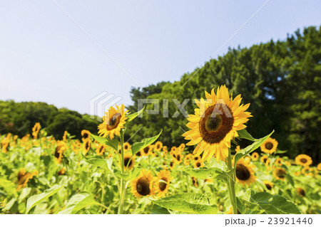 大阪府吹田市千里万博記念公園のひまわりの写真素材