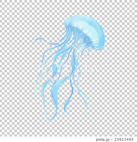 Jellyfish Stock Illustration