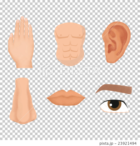 Human part - Stock Illustration [23921494] - PIXTA