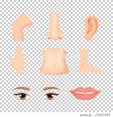 Human part - Stock Illustration [23921495] - PIXTA