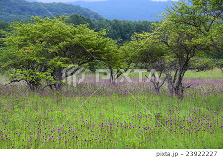 ノアザミ満開 23922227