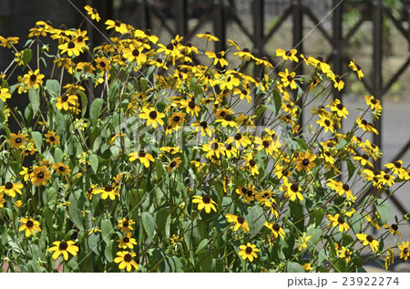 ルドベキア・タカオ ルドベキア・タカオ 23922274
