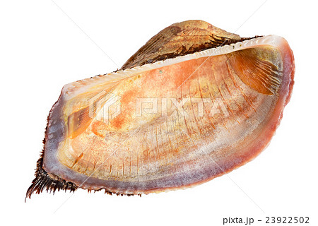 shell shell 23922502