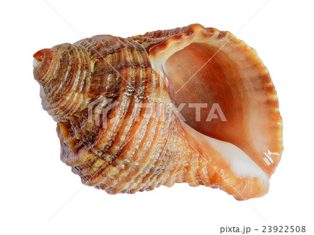 shell shell 23922508
