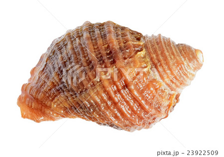 shell shell 23922509