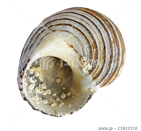 shell shell 23922510