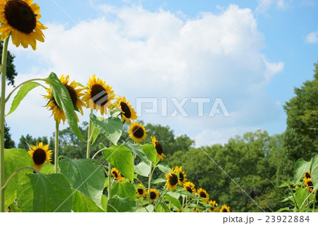 万博記念公園ひまわりフェスタの写真素材