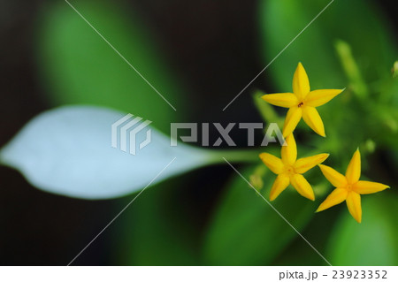 コンロンカ 23923352