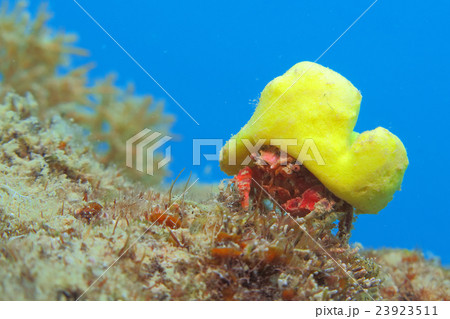 カイカムリ カイカムリ 23923511