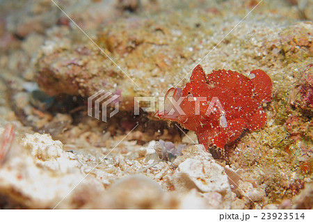 カエルアンコウ 23923514