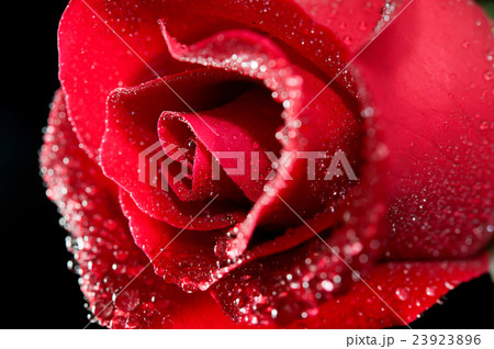 rose red close up 23923896
