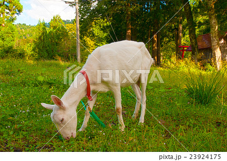 ヤギさん ヤギさん 23924175