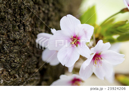 桜_満開_クローズアップ 23924206