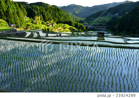 夕暮れの田んぼ 夕暮れの田んぼ 23924289