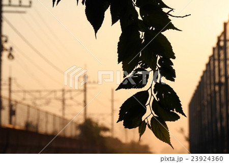 夕日と影 23924360