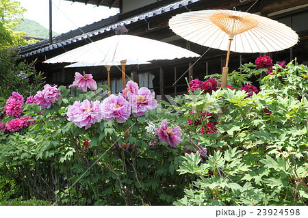 当麻寺護念院の牡丹 23924598