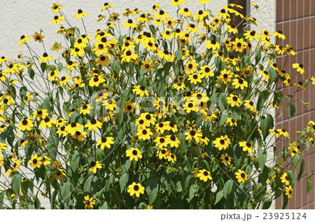 ルドベキア・タカオ 23925124