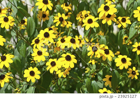 ルドベキア・タカオ 23925127