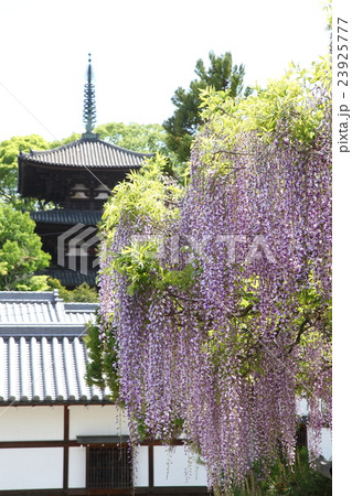 当麻寺の藤 23925777