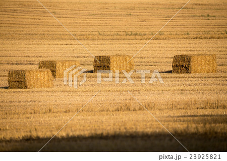 harvested field with straw lines harvested field with straw lines 23925821