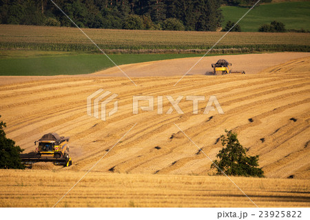 Yellow harvester combine on field harvesting wheat Yellow harvester combine on field harvesting wheat 23925822