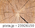 Beautiful slice of pine wood, large rings texture. 23926150