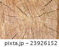 Beautiful slice of pine wood, large rings texture. 23926152