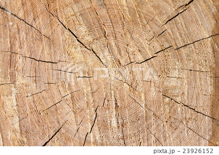 Beautiful slice of pine wood, large rings texture. 23926152